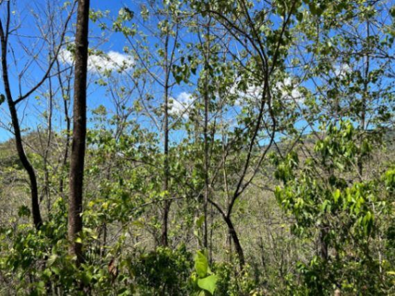 Finca de uso forestal en Acosta, Zoncuano en Sabanillas, Acosta, San José — ₡ 45 000 000