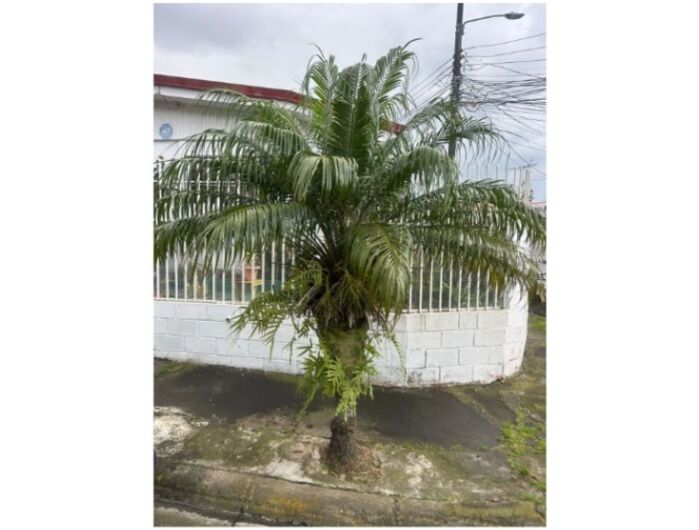 VENTA DE CASA, SAN JOSE, CALLE BLANCOS, URBANIZACIÓN LA CATALINA - 9402051 en Calle Blancos, Goicoechea, San José — ₡ 87 000 000