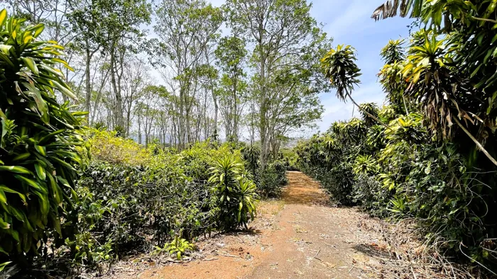 SE VENDE LOTE EN SAN ISIDRO, SAN RAMON en San Ramón, Alajuela — $113,500 - Foto 2 de 18