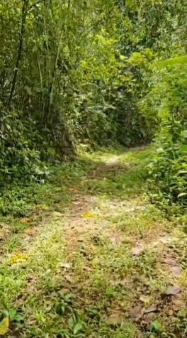 SE VENDE BELLA Y ÚTIL FINCA EN TABARCIA DE MORA, CIUDAD COLÓN. in Tabarcia, Mora, San José — ₡ 132 000 000