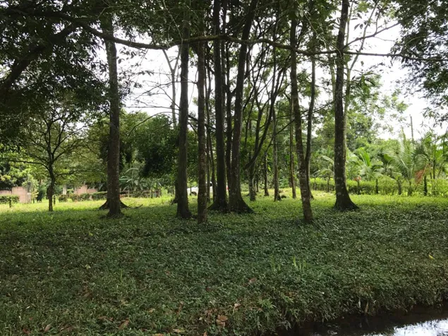 GANGA 9100 M2 para desarrollo Valle Azul Sn Ramon en San Ramón, Alajuela — ₡ 80 000 000 - Foto 2 de 4