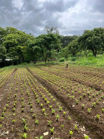 Terreno Exclusivoen San Juan de Grecia en San Juan, Naranjo, Alajuela — ₡ 50 000 000 - Foto 3 de 4