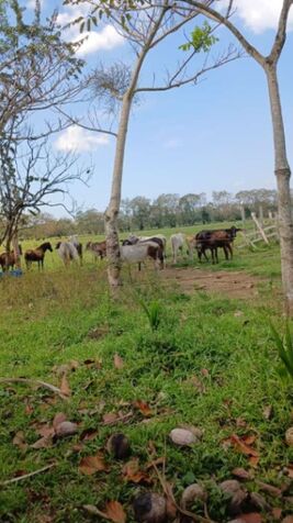 SE VENDE BELLA FINCA EN SAN JOSÉ DE UPALA.  en Upala, Alajuela — ₡ 6 000 000