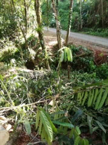 Se vende Lote en Zona Montañosa de Quepos en Naranjito, Quepos, Puntarenas — ₡ 280 000 000