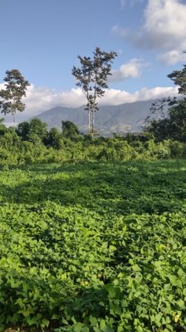 Se VENDEN LOTES LLANOS DEL MIRAVALLES, UPALA en Aguas Claras, Upala, Alajuela — ₡ 11 500 000