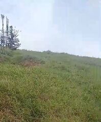 DE OPORTUNIDAD ÚTIL FINCA EN SAN RAMÓN, ALAJUELA.  en Volio, San Ramón, Alajuela — 286 000 000 ₡ - Foto 4 de 6