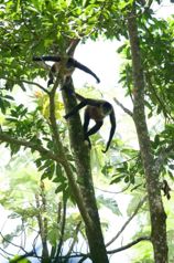 Se vende terreno de bosque primario en Cariari, Guápiles (FAU)