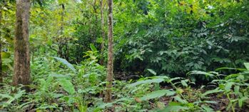 Terreno frente a la playa en Puerto Jiménez, Golfito, Puntarenas — $450,000 - Foto 4 de 5