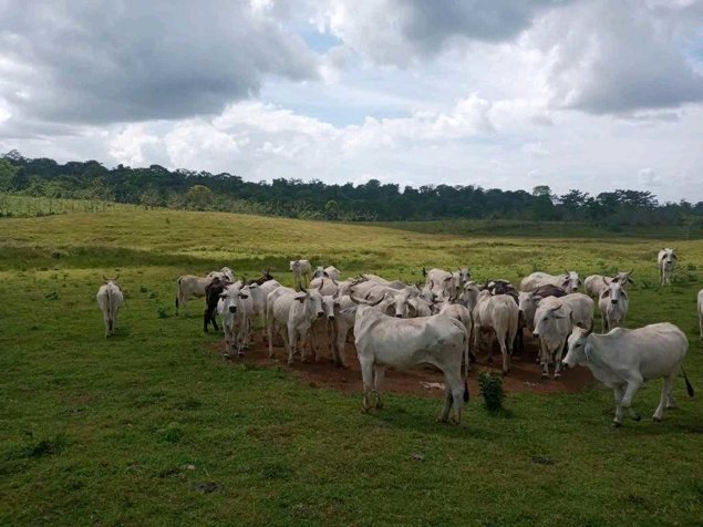 Venta de Finca ganadera en Moravia de Cutris en San Carlos in Cutris, San Carlos, Alajuela — $3,200,000 - Photo 2 of 21