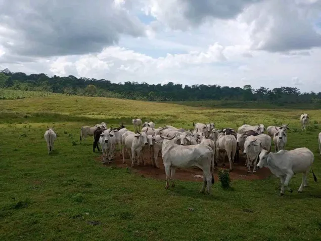 Venta de Finca ganadera en Moravia de Cutris en San Carlos en Cutris, San Carlos, Alajuela — $3,200,000 - Foto 2 de 21