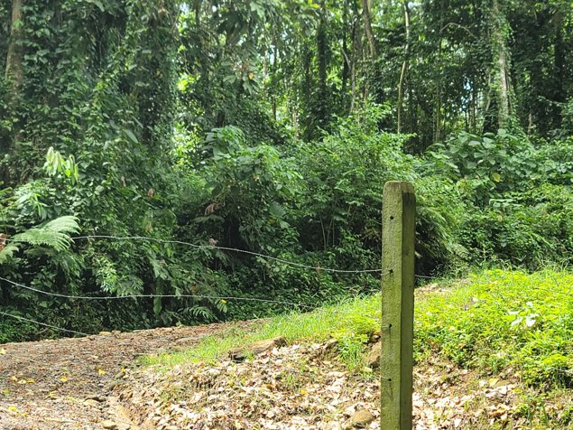 REBAJADA! FINCA PRECIO DE REMATE ALTOS DE SIQUIRRES, EXCELENTE VISTA en Siquirres, Limón — ₡ 37 500 000 - Foto 3 de 27
