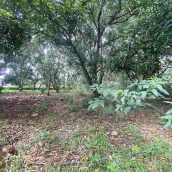 Lote en Venta Orotina, Orotina, Alajuela