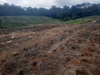 Venta de finca agrícola en Sarapiquí,  Heredia. RAH 26-1033  in Cureña, Sarapiquí, Heredia — $624,000 - Photo 4 of 16