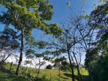 Se vende amplia finca de 180 hectáreas en Paso Real de San Carlos 23-1716 en Pocosol, San Carlos, Alajuela — $1,800,000 - Foto 4 de 23