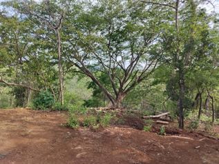 Lote de 2.000 m² en venta en Cañafístula, Tamarindo en Tamarindo, Santa Cruz, Guanacaste — 40 000 000 ₡ - Foto 5 de 9