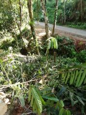 Lote en Venta Naranjito, Quepos, Puntarenas