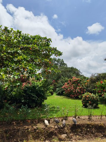 🌋 Terreno de 560 m² con vista al volcán a solo 8 minutos de La Fortuna in La Fortuna, San Carlos, Alajuela — ₡ 20 000 000