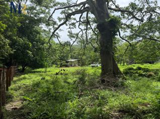 Finca de 85.9 Hectáreas con Río  Oportunidad de Inversión Agropecuaria en La Garita, La Cruz, Guanacaste — 429 650 000 ₡ - Foto 4 de 17