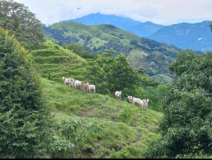 Finca agrícola  en Sabanillas, Acosta, San José — ₡ 75