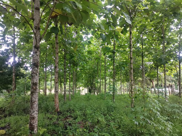 VENTA DE QUINTA , ALAJUELA, SAN CARLOS, POCOSOL en Pocosol, San Carlos, Alajuela — ₡ 160 000 000