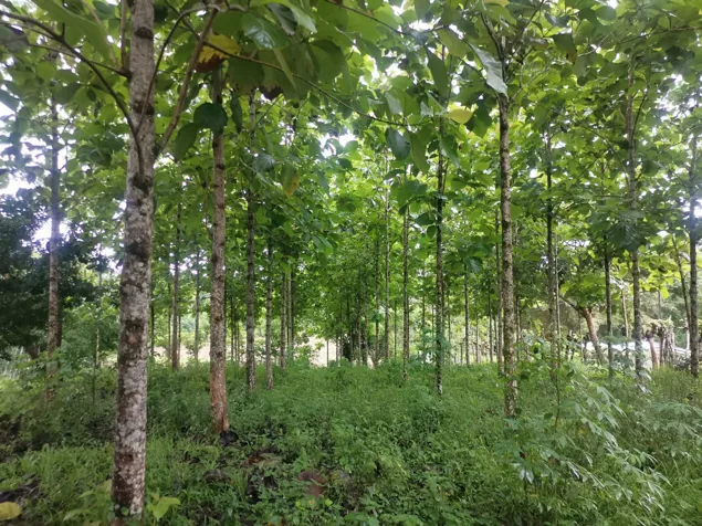 VENTA DE QUINTA , ALAJUELA, SAN CARLOS, POCOSOL in Pocosol, San Carlos, Alajuela — ₡ 160 000 000