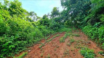 Finca a la venta 7.7 hectareas en San Mateo in San Mateo, Alajuela — $270,000 - Photo 5 of 6