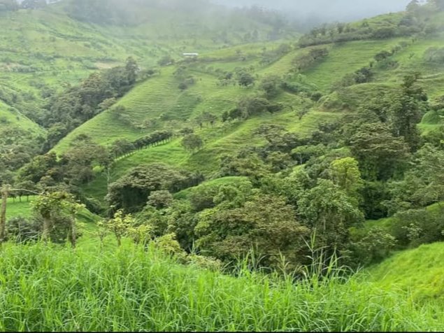 SE VENDE BELLA Y ÚTIL FINCA LECHERA EN SAN RAMÓN DE ALAJUELA. en Ángeles, San Ramón, Alajuela — ₡ 750 000 000 - Foto 2 de 9