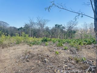 Premium 1,000 m² Lot in Pinilla – Your Sanctuary in Paradise! in Tamarindo, Santa Cruz, Guanacaste — $89,000 - Photo 4 of 7
