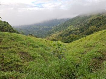 Finca agrícola  in Sabanillas, Acosta, San José — 75 ₡ - Photo 5 of 15