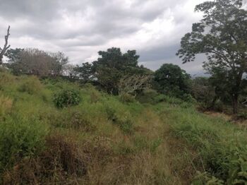 SE VENDE BELLA FINCA EN SAN JUANILLO DE NARANJO, ALAJUELA  en San Miguel, Naranjo, Alajuela — 240 000 000 ₡ - Foto 4 de 17