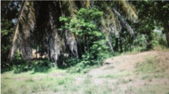   Propiedad en Venta en Matapalo de Quepos en Savegre, Quepos, Puntarenas — $165,000 - Foto 5 de 5