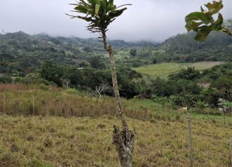 Se vende propiedad de 3.600 m2 en Piedades Norte, San Ramón, Alajuela — 50 000 000 ₡ - Foto 2 de 11