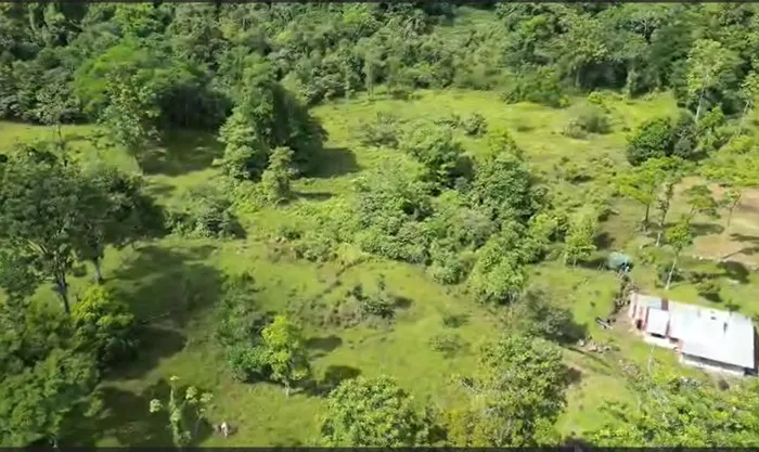 Venta Finca en Bellavista de Guapiles en Guápiles, Pococí, Limón — ₡ 200 000 000 - Foto 3 de 11