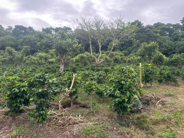 Venta - Finca la Cancha (70,000 m2) - San Luis, Santo Domingo en Santo Domingo, Heredia — $5,100,000