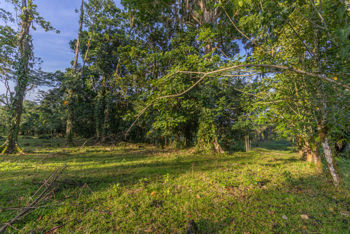 Venta de Finca en La Colonia, Guápiles en San Isidro, San Ramón, Alajuela — 185 000 000 ₡ - Foto 5 de 11