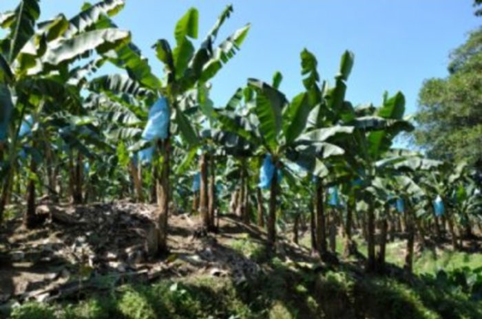 SE VENDEN FINCAS VARIOS USOS EN COSTA RICA. en Alajuela — ₡ 25 000 000
