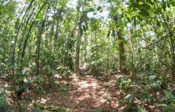 Se vende terreno de bosque primario en Cariari, Guápiles (FAU) - Photo 2 of 3