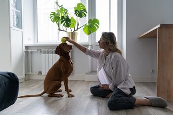 Aspects to consider for a pet-friendly and safe home in Costa Rica · Lifestyle