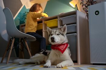 How to ensure that your new home is a safe haven for pets · Lifestyle