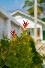 How to avoid common mistakes when buying your home in Costa Rica · Home