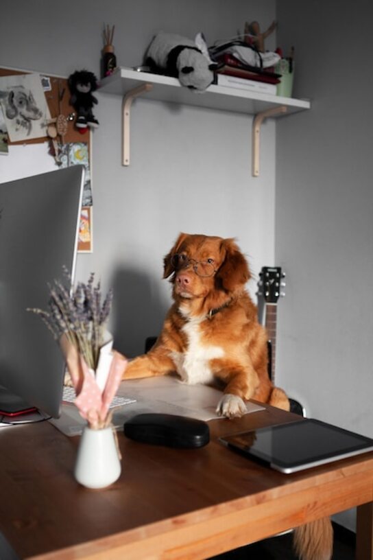 Spaces that foster the independence and exploration of your pets.